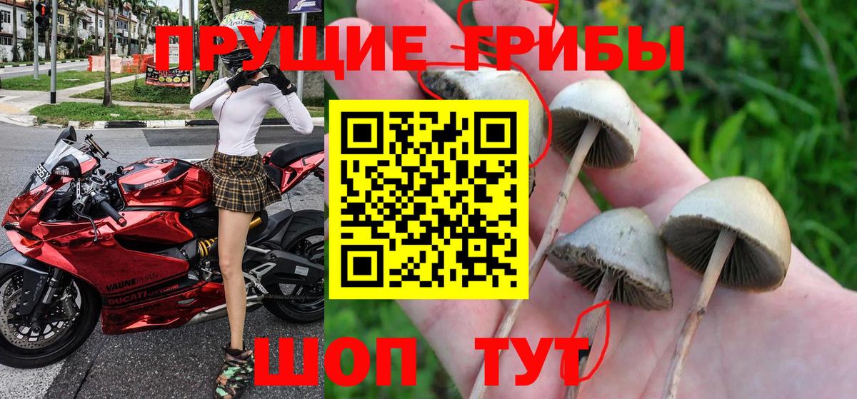 Псилоцибиновые грибы мицелий Амурск